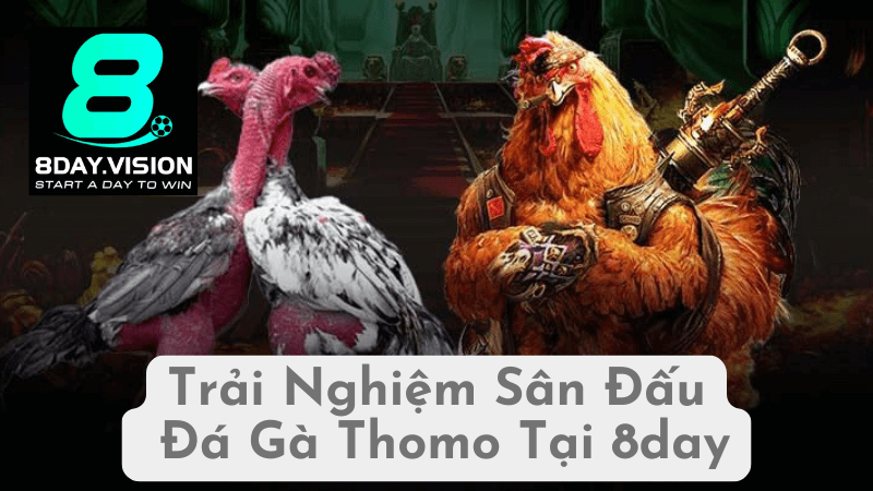 Trải Nghiệm Sân Đấu Đá Gà Thomo Tại 8day