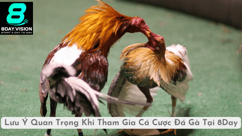 Lưu Ý Quan Trọng Khi Tham Gia Cá Cược Đá Gà Tại 8Day