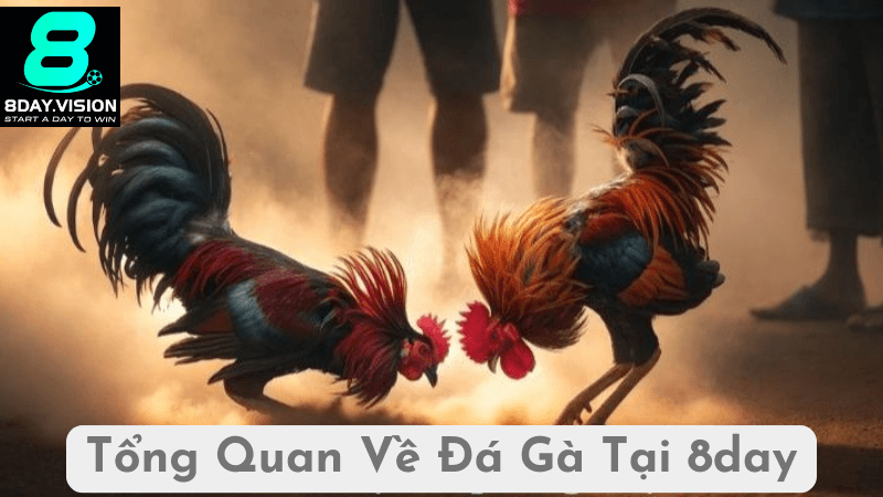 Tổng Quan Về Đá Gà Tại 8day