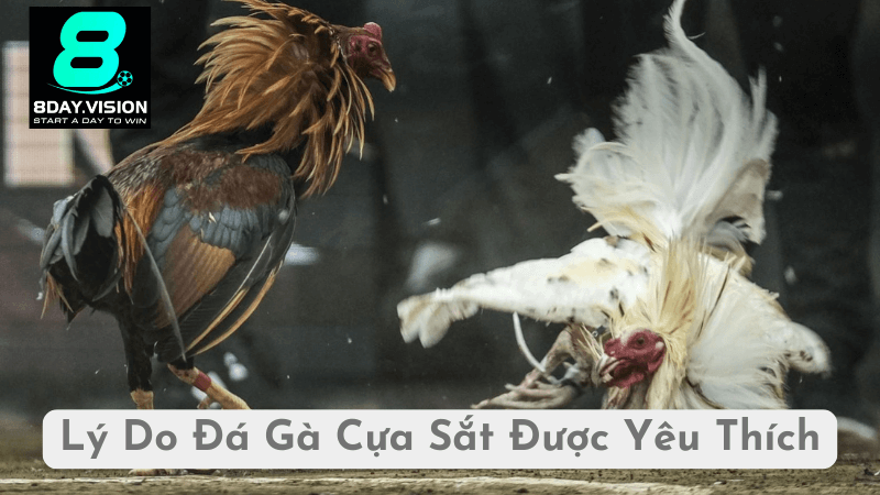 Lý Do Đá Gà Cựa Sắt Được Yêu Thích