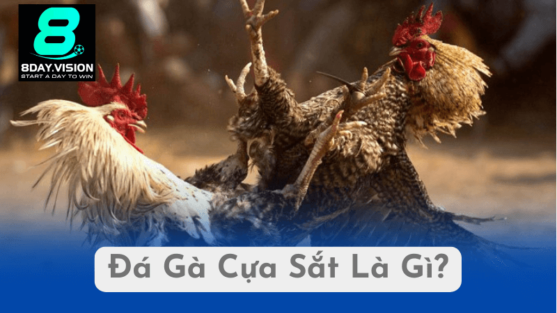 Đá Gà Cựa Sắt Là Gì?