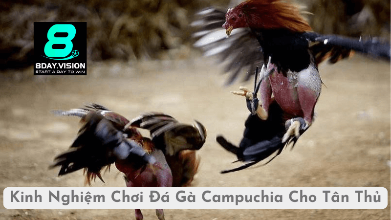 Kinh Nghiệm Chơi Đá Gà Trực Tiếp Campuchia Cho Tân Thủ